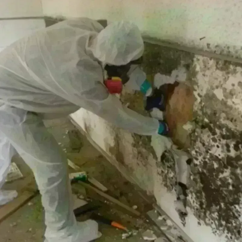 Mold Remediation and Removal in Silver City, NM